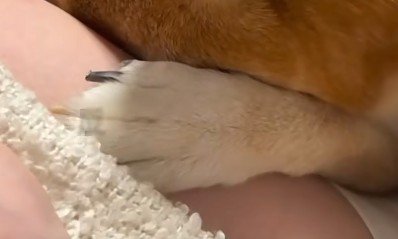 怒られてしまった犬