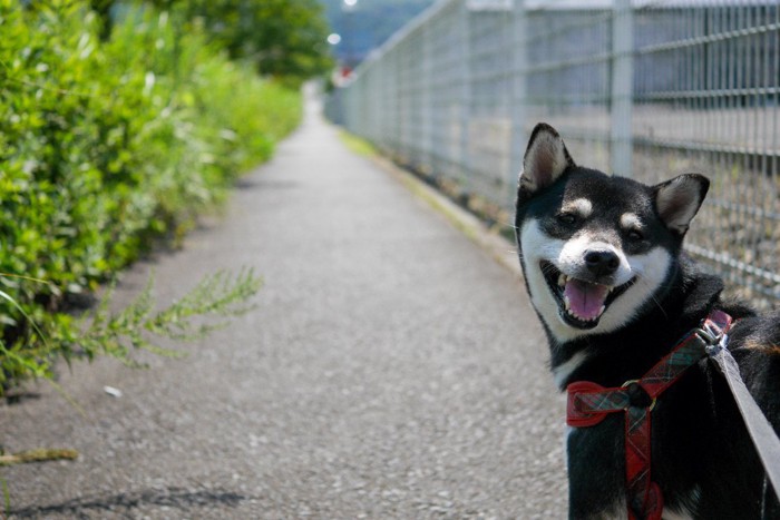 振り返る柴犬