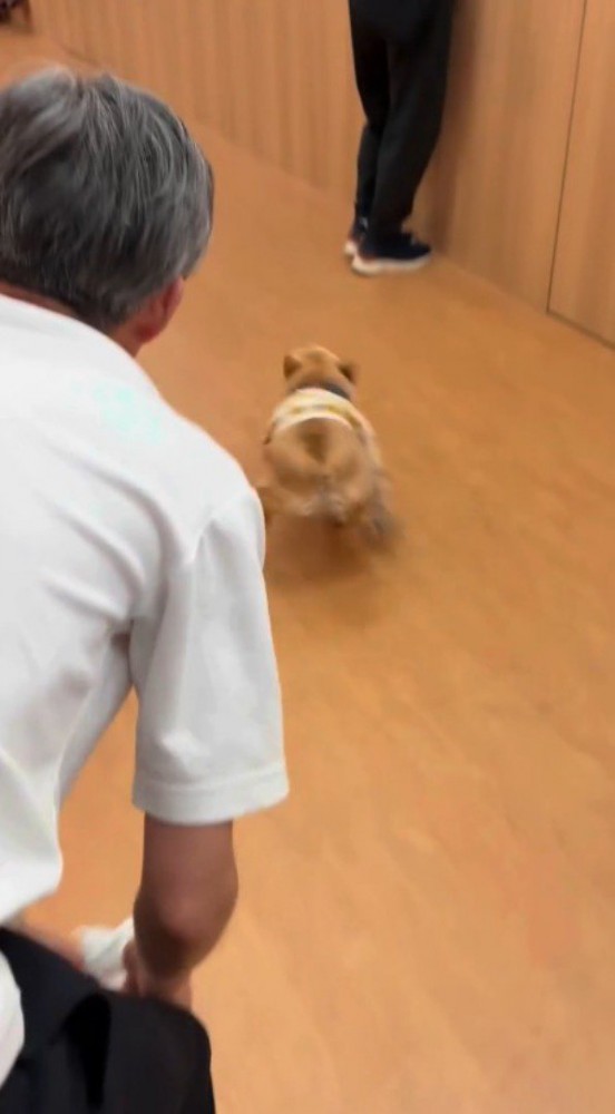 男性から離れて走って行く犬
