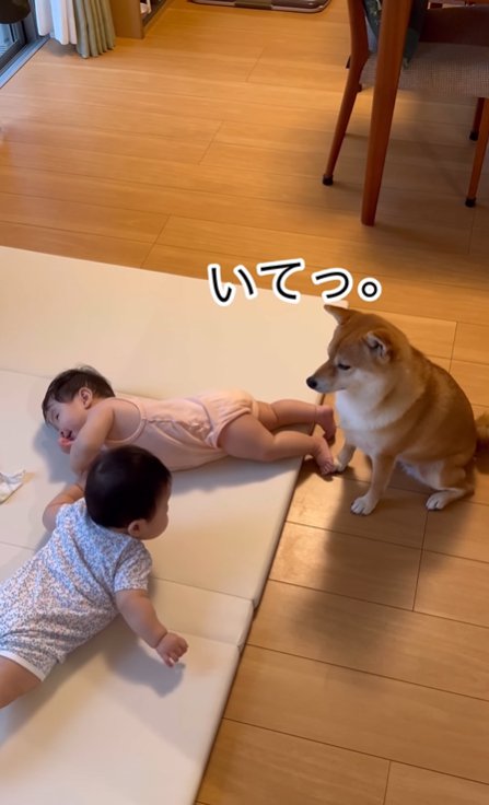 寝転がる赤ちゃんの足に蹴られる柴犬