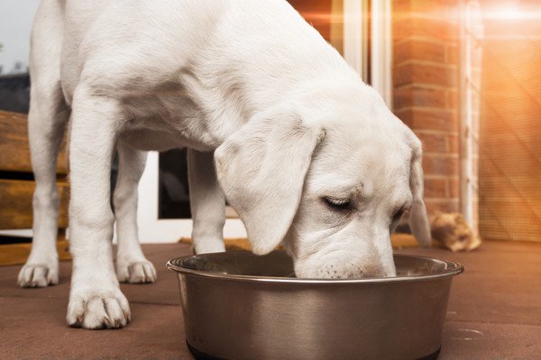 犬が水を飲まない時の対処法