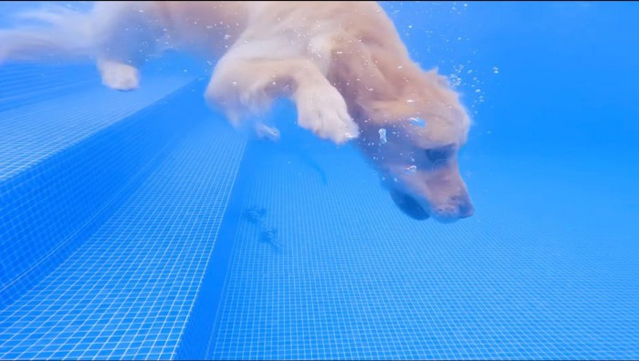 水の中に潜るクリーム色の犬