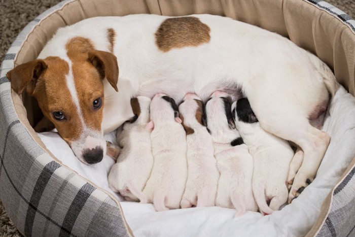 犬のお母さんと赤ちゃん授乳中