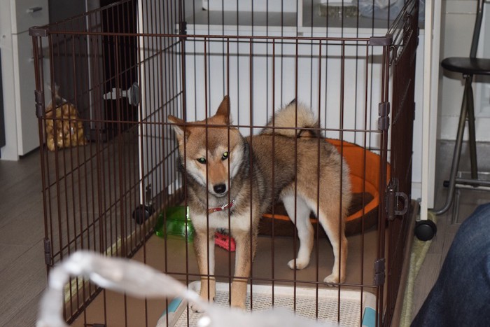 ケージの中にいる柴犬