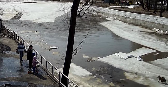 氷の端まで歩く犬