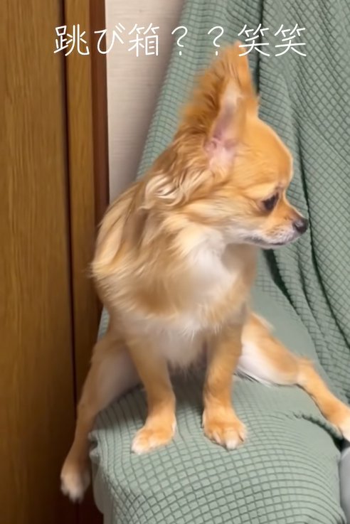 ソファーのひじ掛けにまたがる小型犬