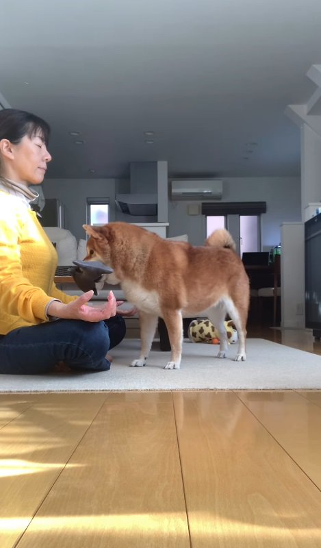 愛犬の野々花ちゃん