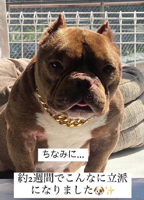 こんなに逞しい姿に！！