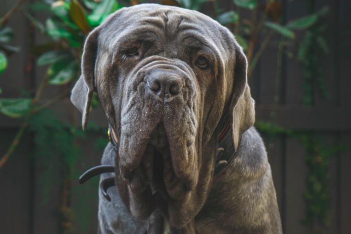 穏やかな表情のナポリタン・マスティフのアップ