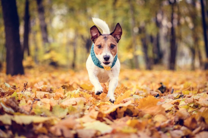 枯れ葉の上を走る犬