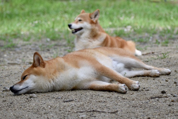 足をつっぱって寝ている犬