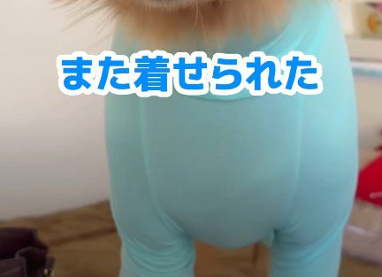 虫よけの服を着せたら…