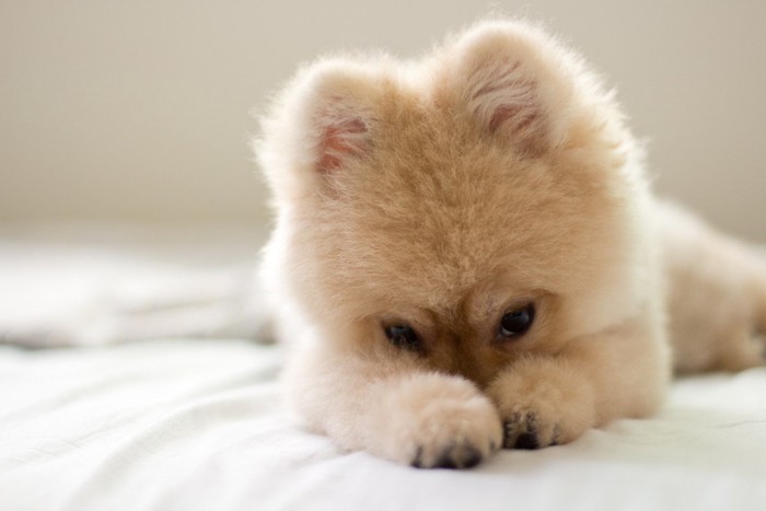 両手で顔を隠す犬