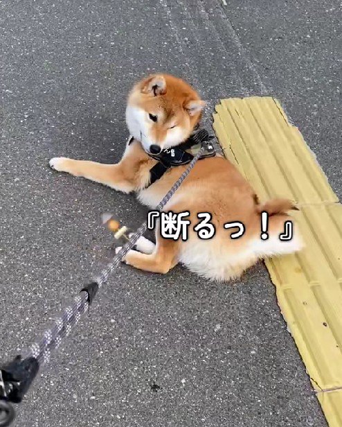 「断る！」