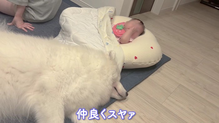 アイスちゃんと添い寝