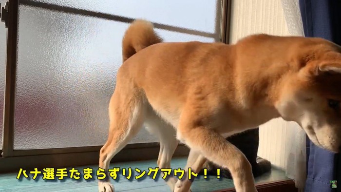 逃げる犬