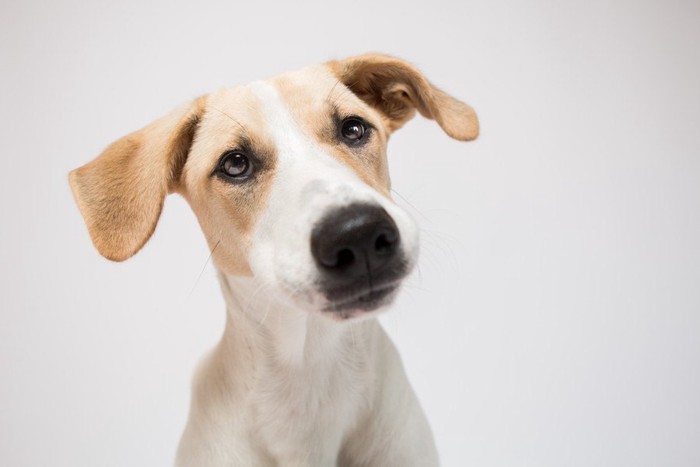 不思議そうに見つめている垂れ耳の犬