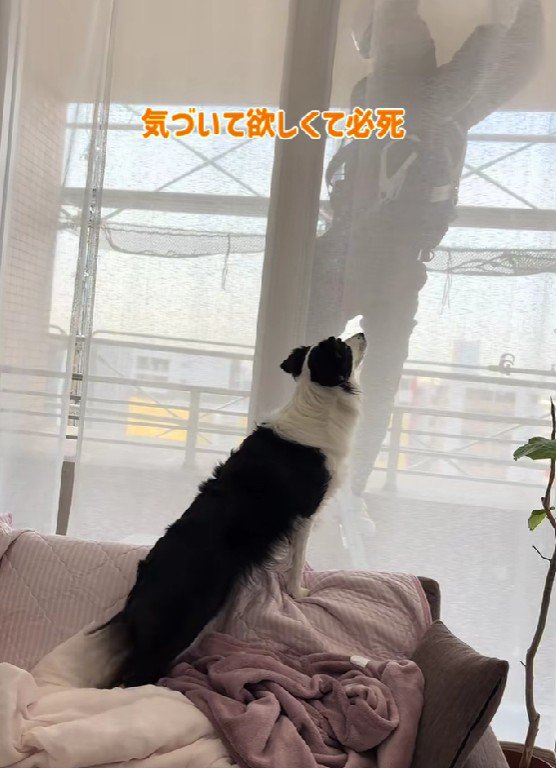 必死にアピール