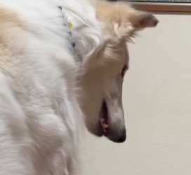 静かに飼い主の話を聞く犬