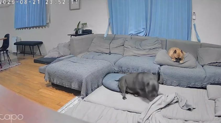 寝顔を見て満足