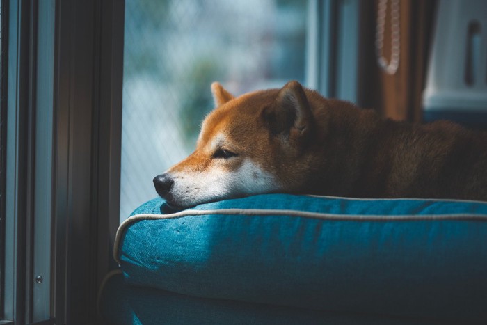 薄暗い部屋で留守番する柴犬