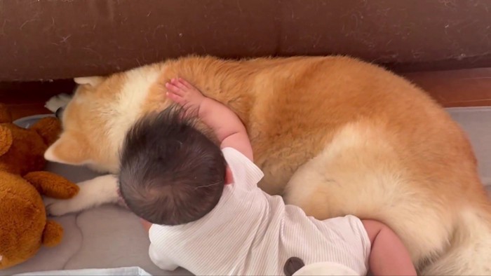 モフモフだ…！