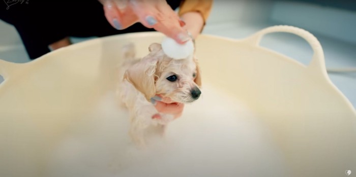 シャンプー中、頭に泡を乗せられるトイプードルの子犬