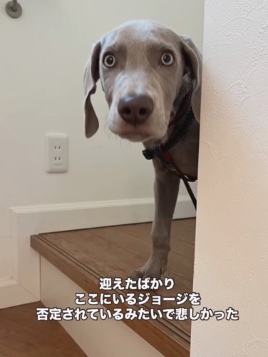 階段から覗く子犬