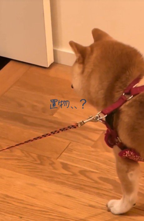 こだわりがあるみたい♪