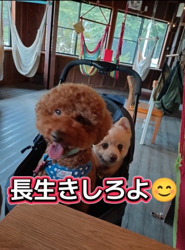 2匹の犬