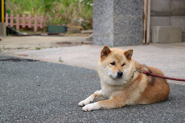 よそ見をしている犬