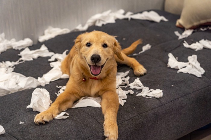 ティッシュを散らかしている犬