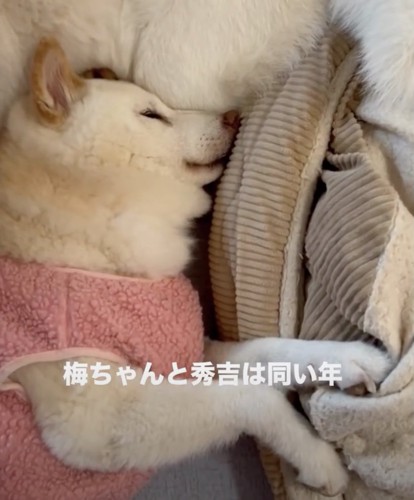 幸せそうな梅ちゃんの寝顔
