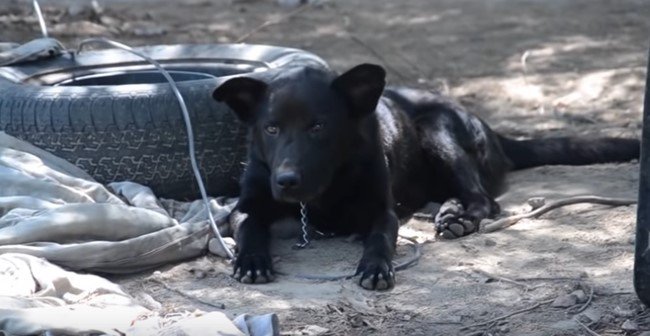 鎖につながれた中型犬