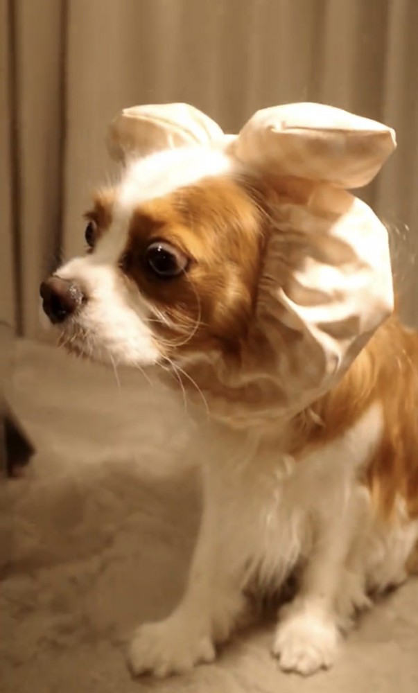 横を向いて待つ犬