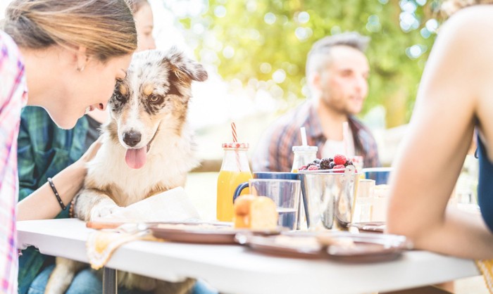 大人数犬カフェ