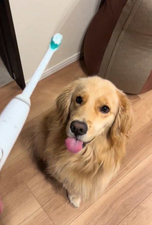 舌を出す犬1