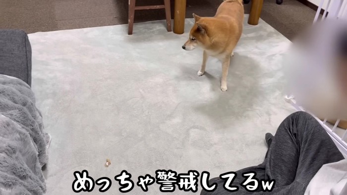 カワハギに警戒するように