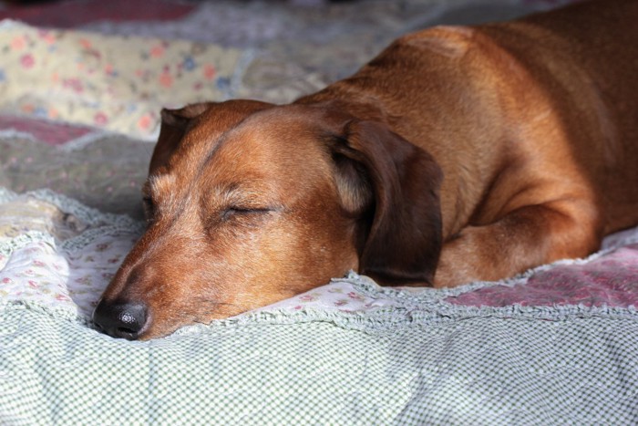 眠る高齢犬