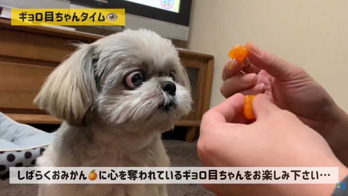 みかんを食べたいてんぽさん9