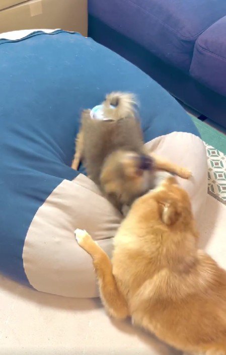 妹にも優しいお姉ちゃん！