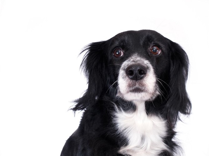 おどおどしたような表情の白黒の犬、白い背景