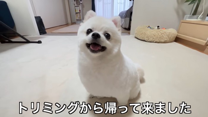 たぬきカットのペコちゃん