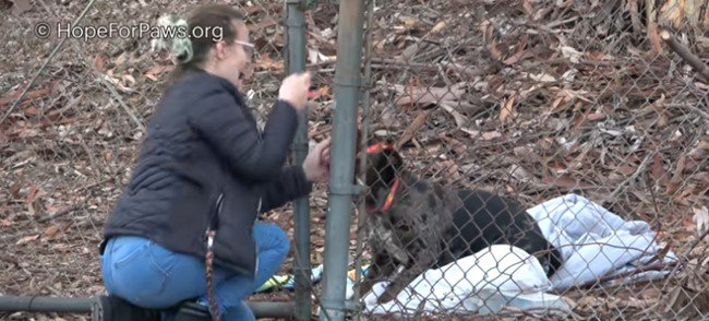 布リードを受け入れる犬