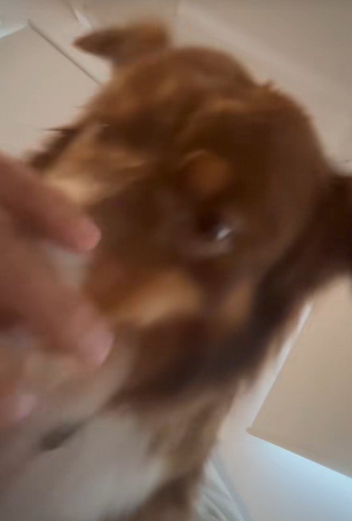 飼い主さんを起こすコロくん5