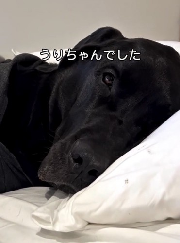 枕に顔を預ける犬