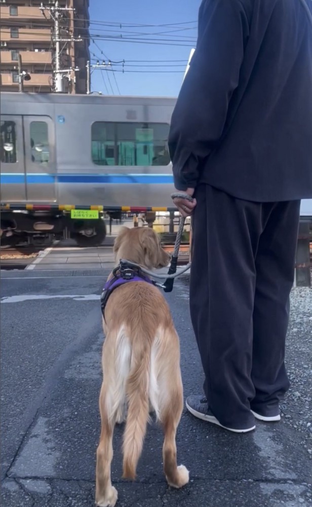 通過電車と犬