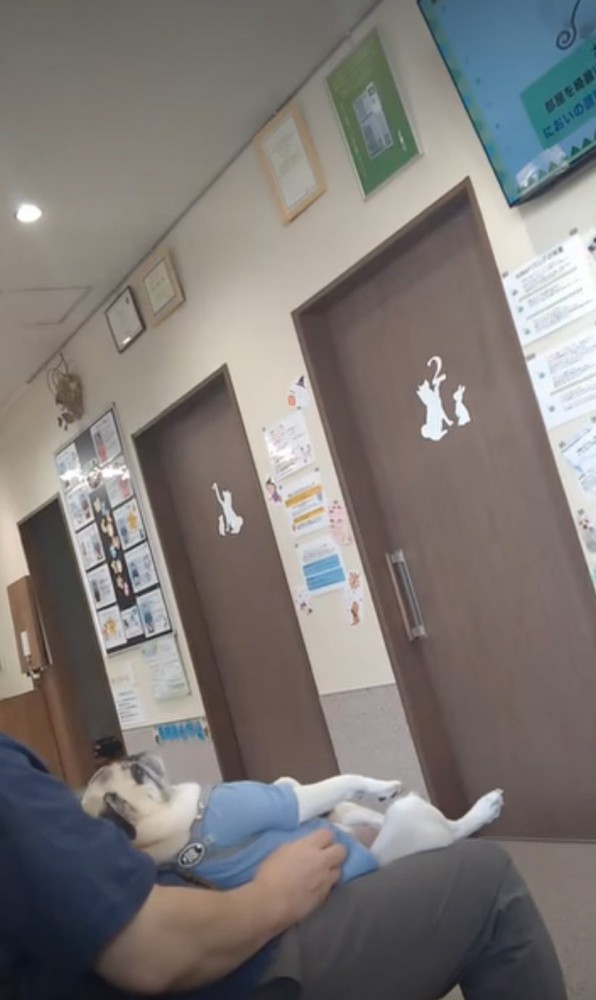 リラックスして座る犬