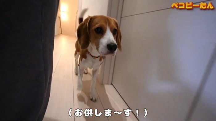 ペコちゃんがついてきました！