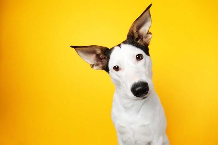 首をかしげる白黒の犬